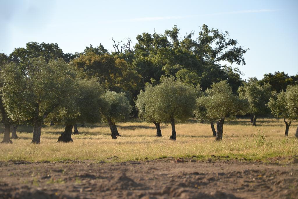 Quinta Dos Carvalhos Βίλα Καστέλο Μπράνκο Εξωτερικό φωτογραφία