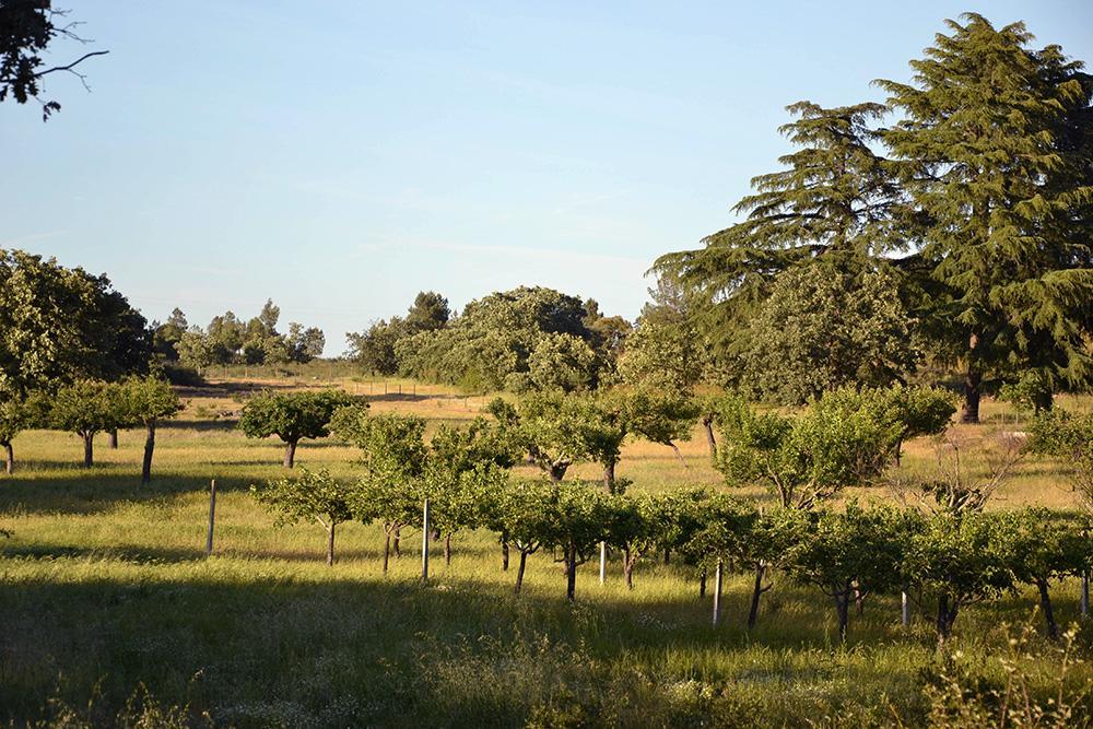 Quinta Dos Carvalhos Βίλα Καστέλο Μπράνκο Εξωτερικό φωτογραφία